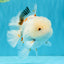 MARSHMALLOW Red White Oranda Male 5.5 inches #040326OR_16