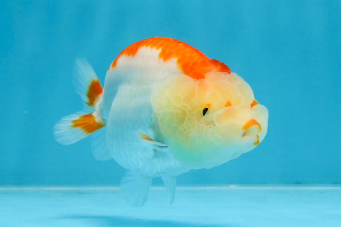 AAA Grade Red White LionQueen 4 inches #103125LC_24