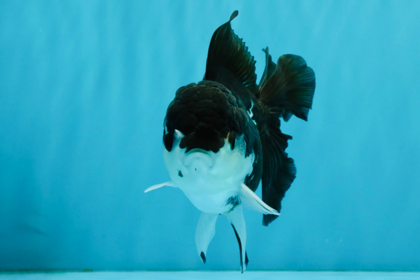 ELVIS Panda Oranda Female 5-5.5 inches #041026OR_07