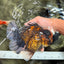 CHONKY AAA Grade Broadtail Tiger Oranda Male 7-7.5 inches #072426OR_04