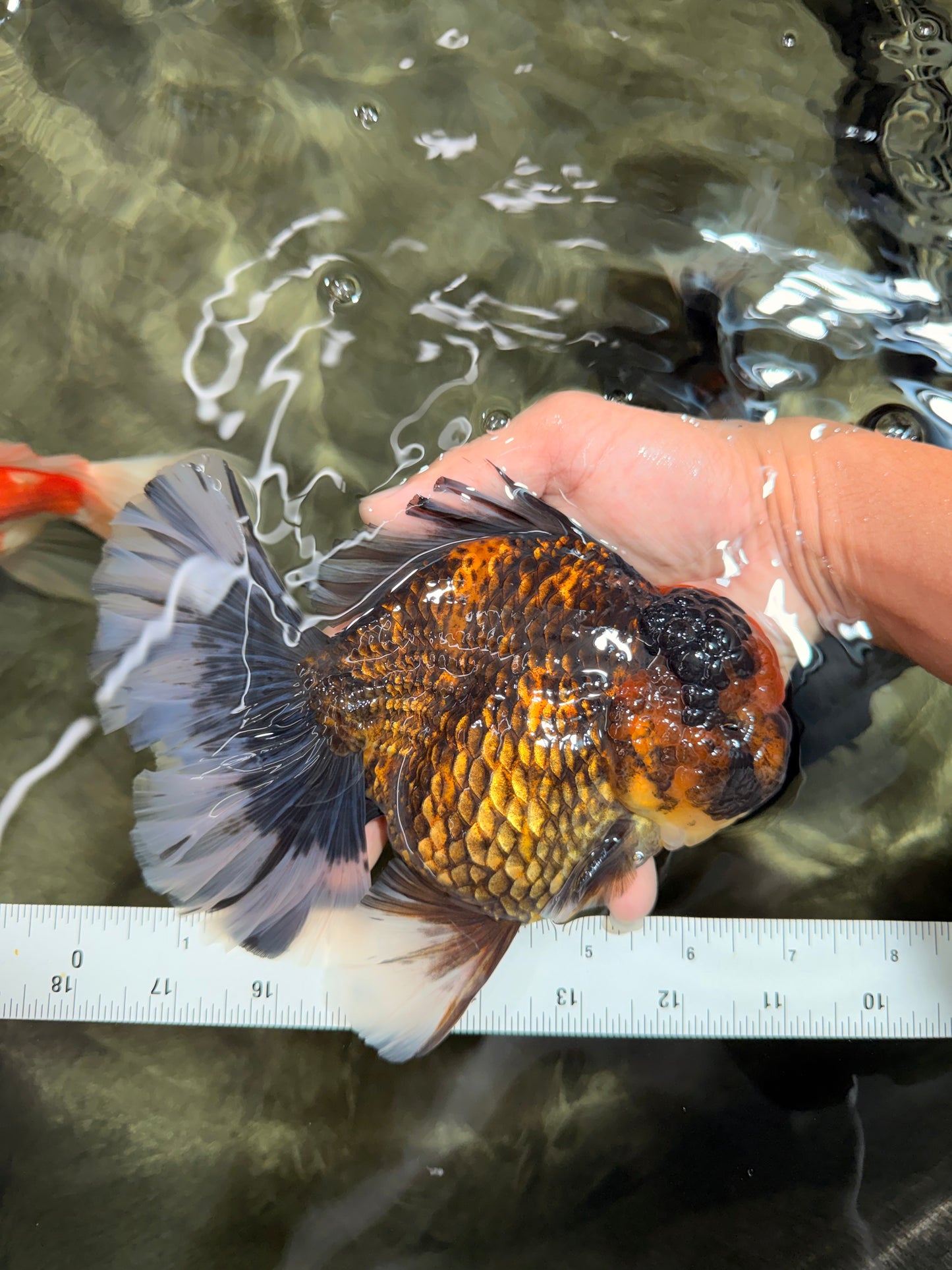 CHONKY AAA Grade Broadtail Tiger Oranda Male 7-7.5 inches #072426OR_04