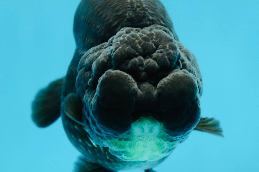 AAA Grade High Back Black LionQueen 4 inches #050925LC_10