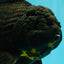 KING KONG AAA Grade Black Oranda Female 8 inches #100926OR_11