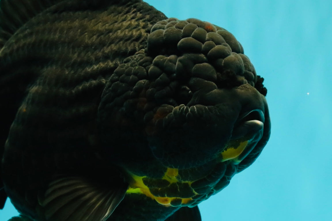 KING KONG AAA Grade Black Oranda Female 8 inches #100926OR_11