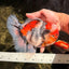 CHONKY AAA Grade Special Marble Oranda Male 6.5 inches #051526OR_01