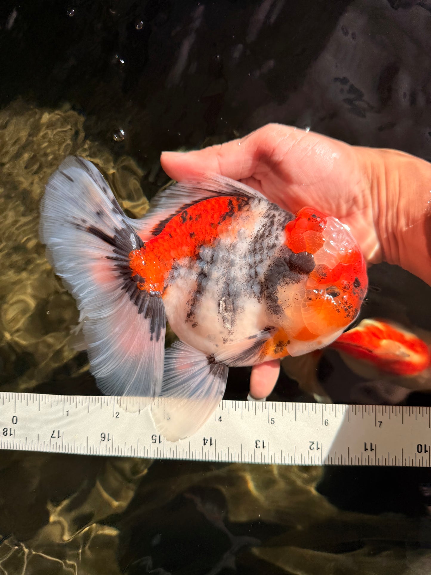 CHONKY AAA Grade Special Marble Oranda Male 6.5 inches #051526OR_01