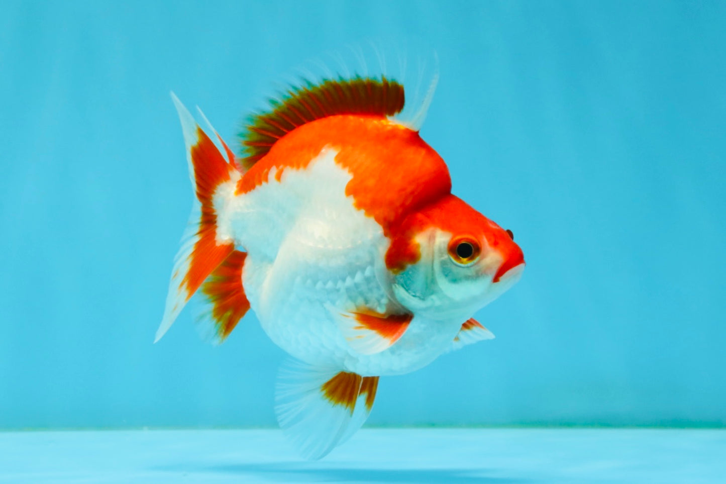 AAA Grade Red White Ryukin Male 4-4.5 inches #032726RK_28