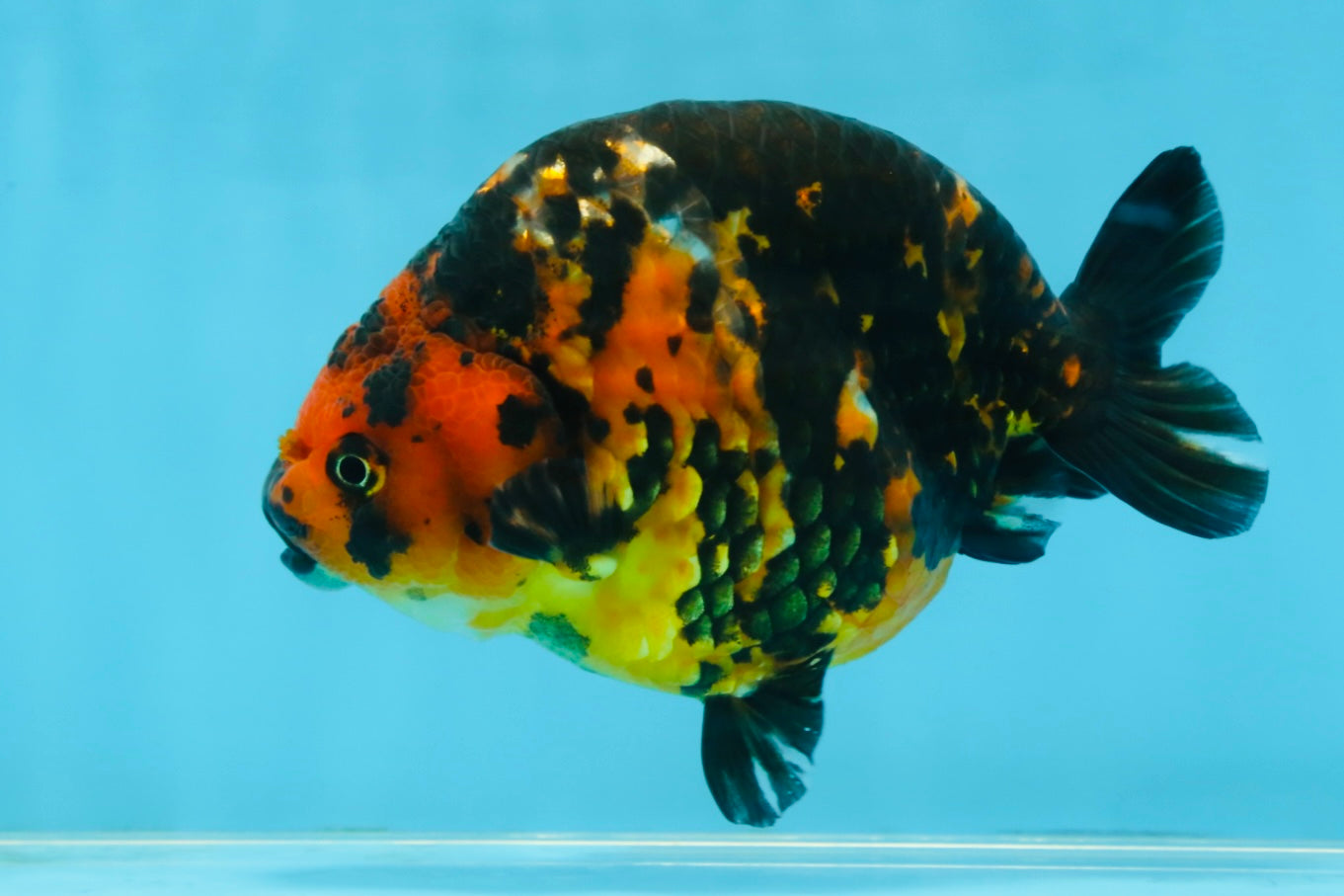 SPECIAL A Grade Chinese Tiger Ranchu Male 5 inches #102425RC_01