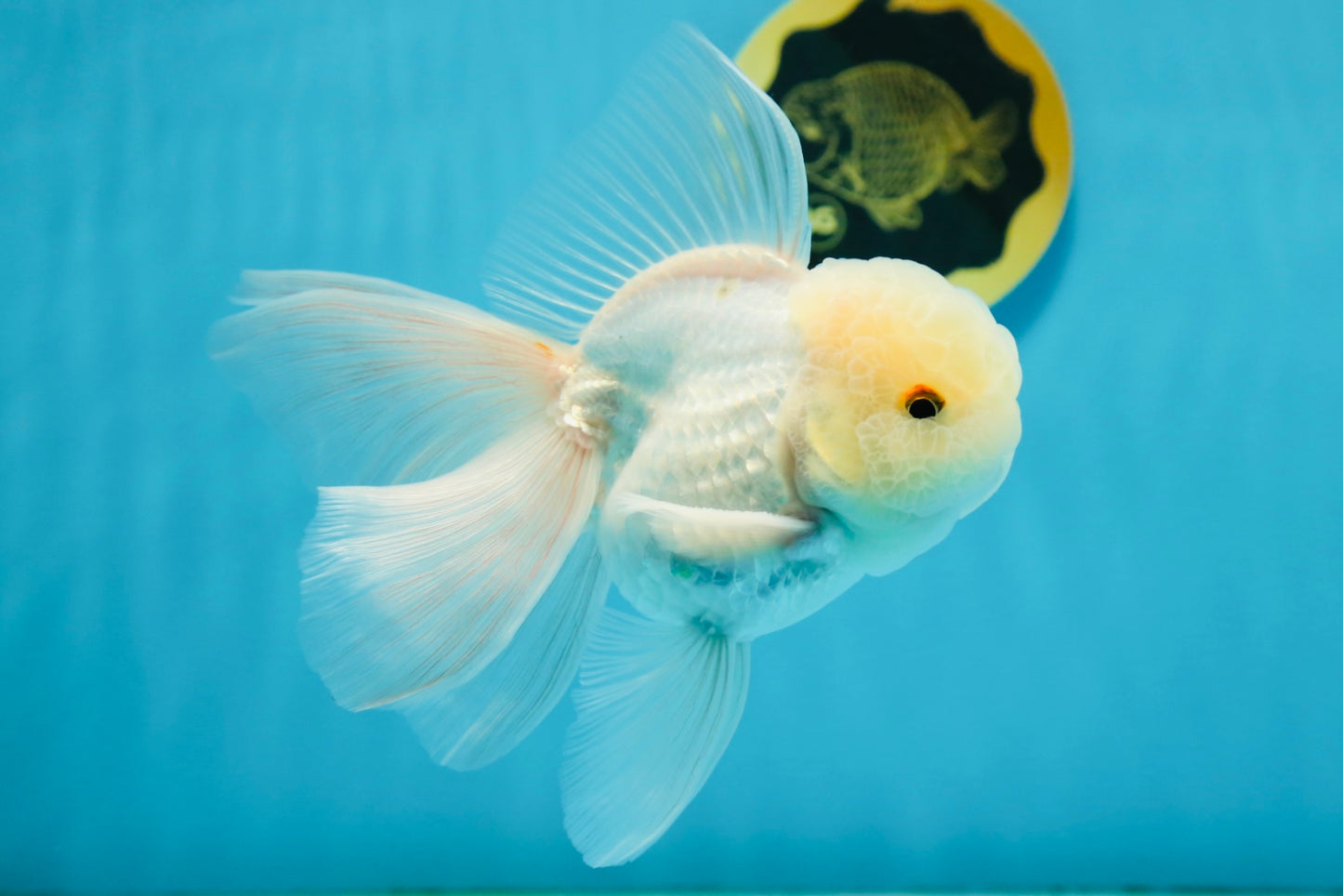 A Grade White Oranda Male 5 inches #121324OR_22