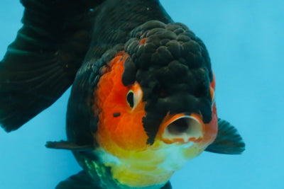 A Grade Apache Yuanbao Female 5-5.5 inches #112825YB_15