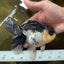 A Grade Tricolor Button Eyes Oranda Male 5.5 inches #080825OR_06