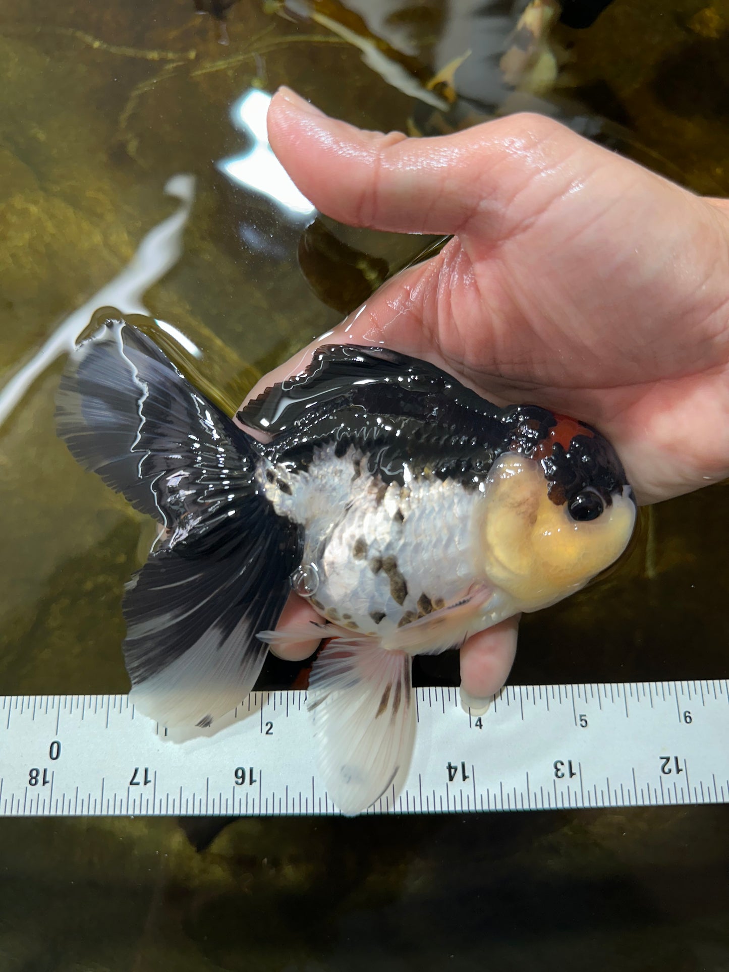 A Grade Tricolor Button Eyes Oranda Male 5.5 inches #080825OR_06