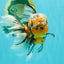 CHUBBY A Grade Calico Tiger Oranda Male 6-6.5 inches #091826OR_04