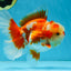 SHOW GRADE Won Runner 2nd Red White Oranda Male 5.5 inches Trophy Included #062025OR_01