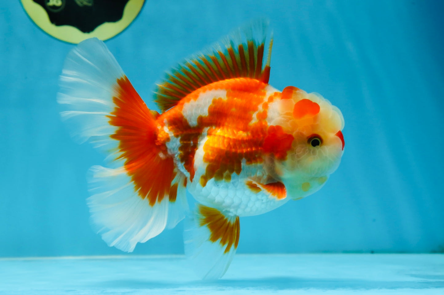 SHOW GRADE Won Runner 2nd Red White Oranda Male 5.5 inches Trophy Included #062025OR_01