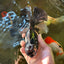 AAA Grade Panda Oranda Male 6.5 inches #110824OR_08