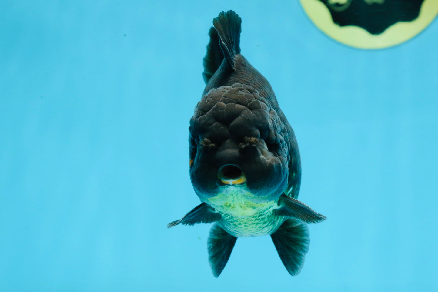 TOOTHLESS A Grade Black Yuanbao Male 4.5 inches #101725YB_32