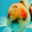 UNIQUE Calico Oranda Male 5 inches #091826OR_07