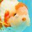 BULLDOG AAA Grade Red White Yuanbao Male 6 inches #070326YB_02