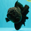 TOOTHLESS AAA Grade Calico Oranda Female 6 inches #100226OR_35