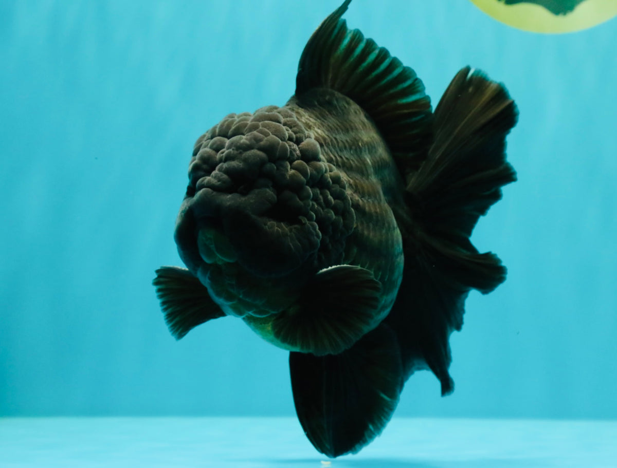 TOOTHLESS AAA Grade Calico Oranda Female 6 inches #100226OR_35