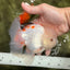 MARSHMALLOW Red White Oranda Male 5.5 inches #040326OR_16