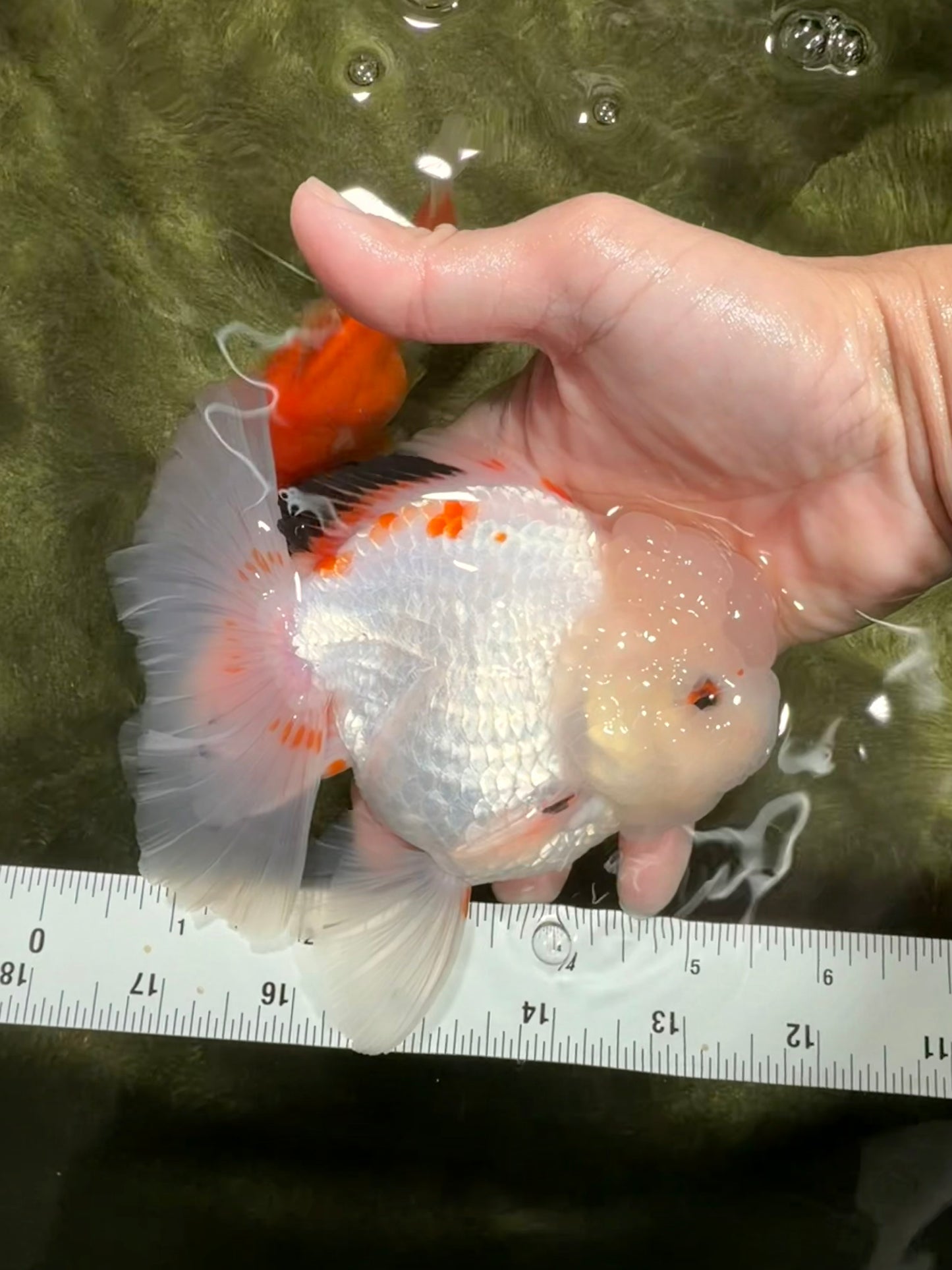 MARSHMALLOW Red White Oranda Male 5.5 inches #040326OR_16