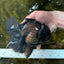 CHONKY AAA Grade Godzilla Black Oranda Male 6  inches #082225OR_13