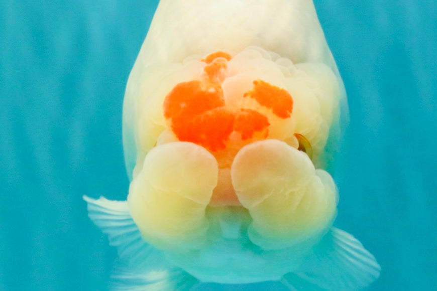 Red White Buffalo Ranchu Male 5.5-6 inches #100926RC_28