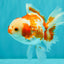 A Grade Red White Oranda Female 5.5  inches #070626OR_22