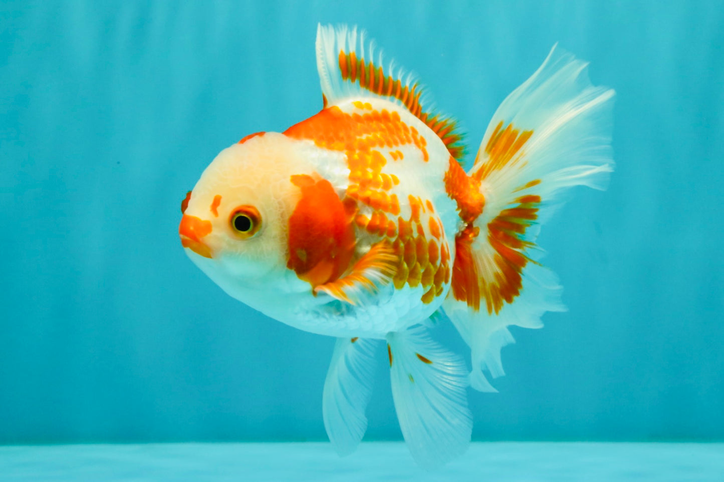 A Grade Red White Oranda Female 5.5  inches #070626OR_22
