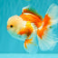 A Grade Red White Oranda Male 5.5 inches #071726OR_30