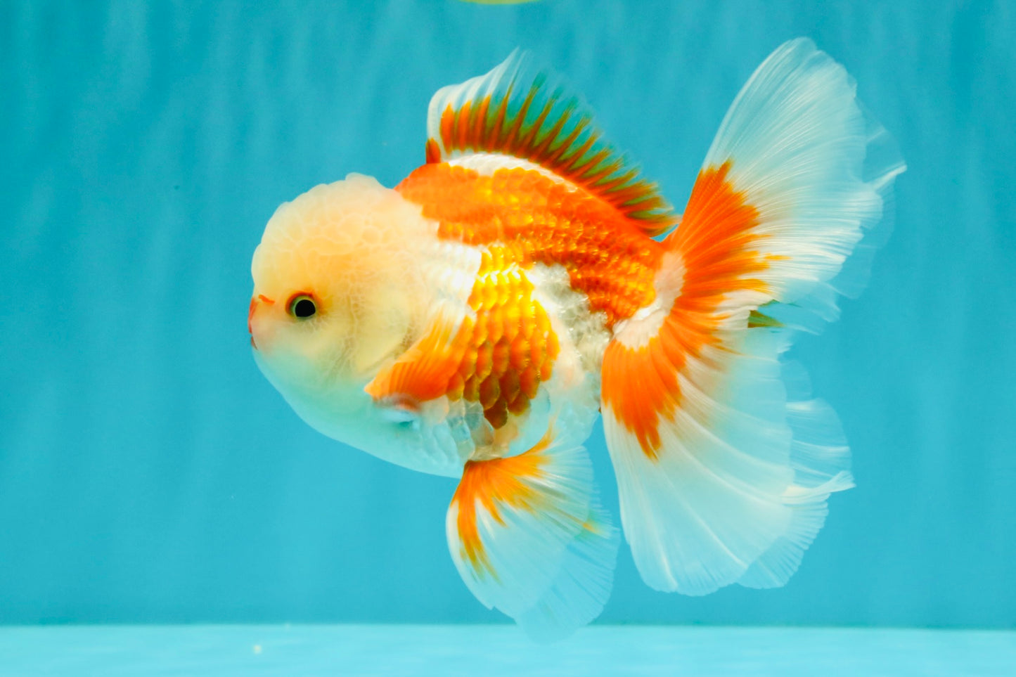 A Grade Red White Oranda Male 5.5 inches #071726OR_30