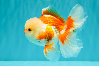 A Grade Red White Oranda Male 5.5 inches #071726OR_30
