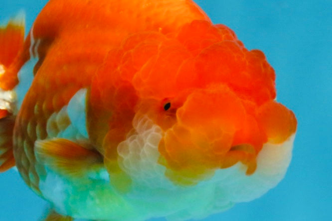 AAA Grade Red White LionQueen 4 inches #103125LC_29