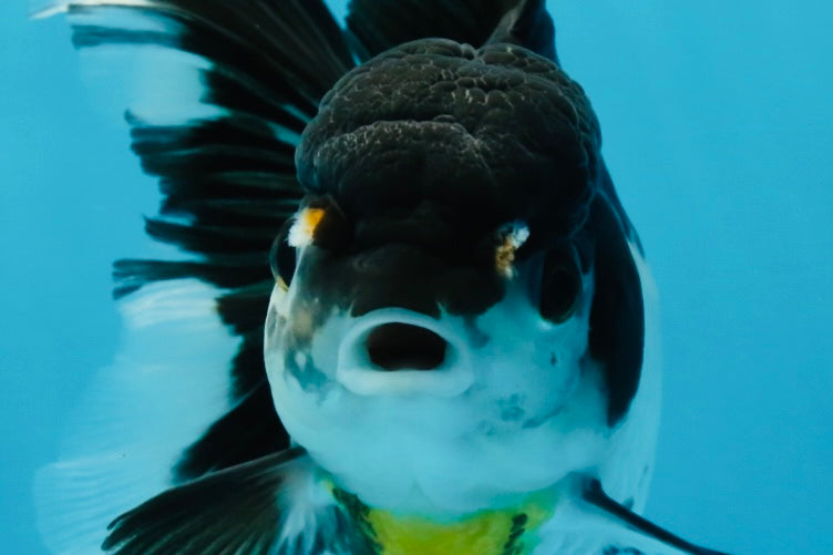 Panda Oranda Female 5-5.5 inches #053025OR_29