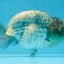 A Grade CHONKY Blue LionKing 5-5.5 inches #082925LC_17