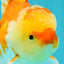 Red White Oranda Male 5.5 inches #081426OR_07