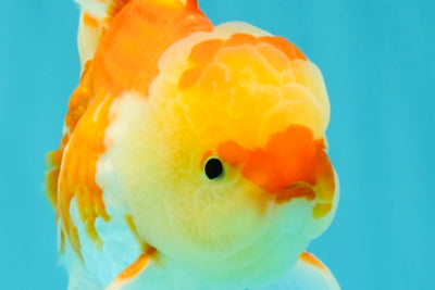 Red White Oranda Male 5.5 inches #081426OR_07