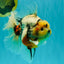 AAA Grade Sanke Marble Oranda Male 6.5 inches #062626OR_03
