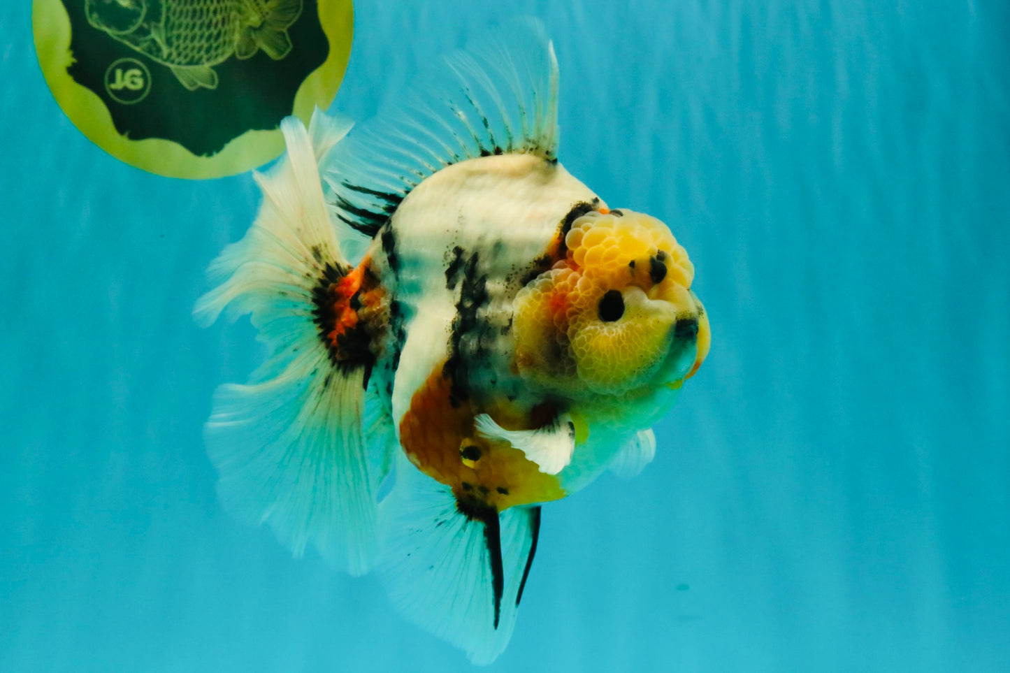 AAA Grade Sanke Marble Oranda Male 6.5 inches #062626OR_03