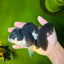 ELVIS Panda Oranda Female 5-5.5 inches #041026OR_07