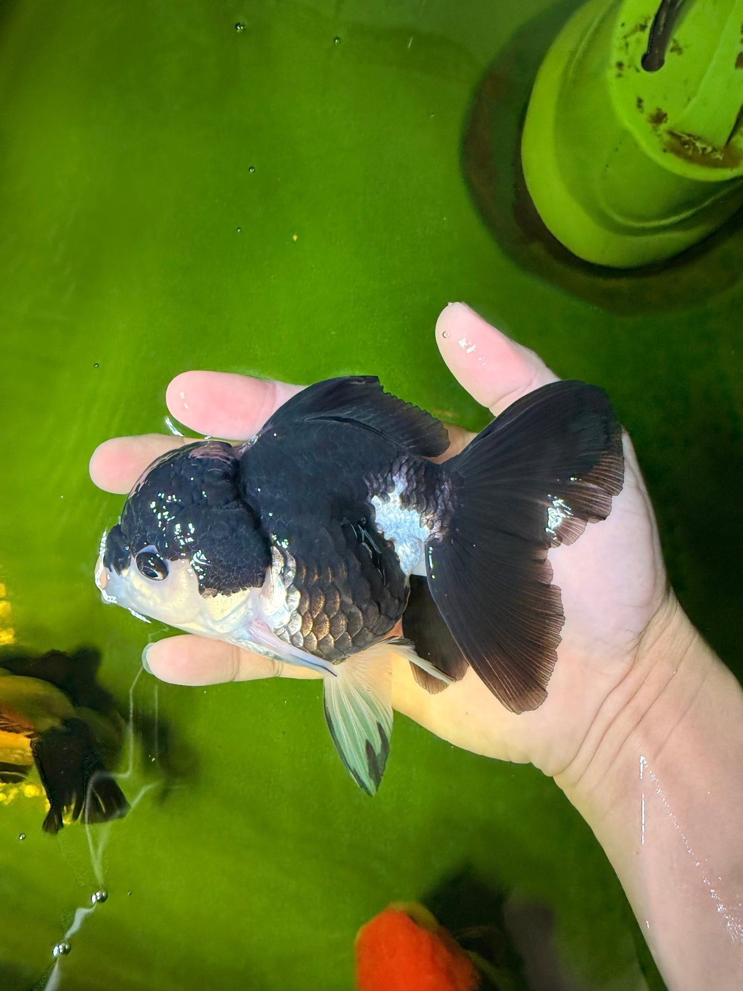 ELVIS Panda Oranda Female 5-5.5 inches #041026OR_07
