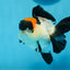 A Grade Tricolor Red Head Oranda Female 4.5 inches #0830OR_05