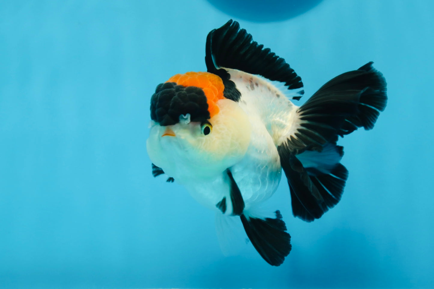 A Grade Tricolor Red Head Oranda Female 4.5 inches #0830OR_05