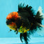 CHONKY AAA Grade Red Head Kirin Oranda Male 6-6.5 inches #072426OR_18