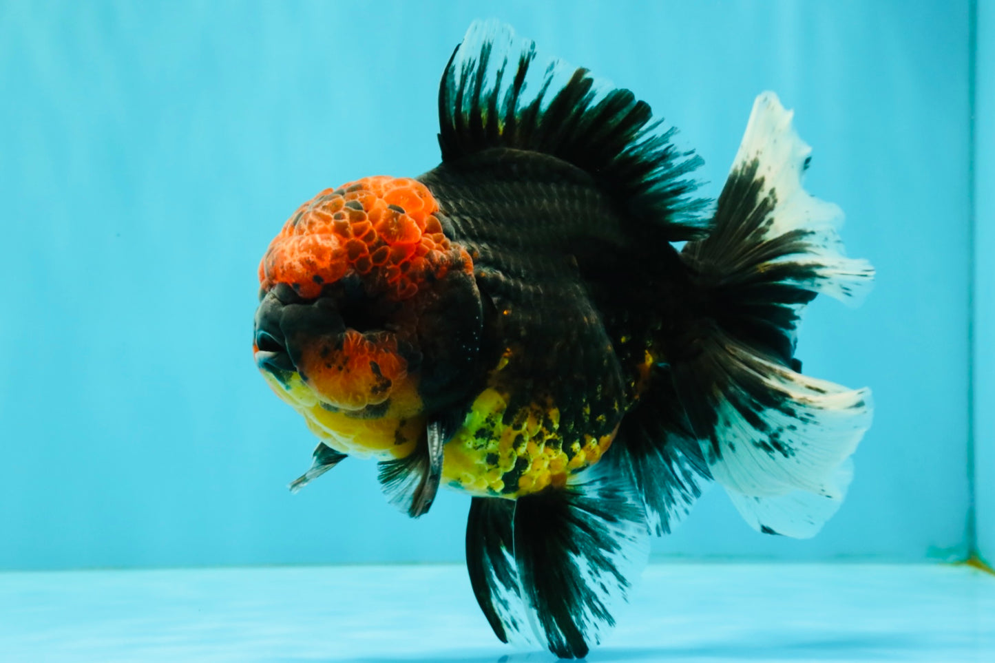 CHONKY AAA Grade Red Head Kirin Oranda Male 6-6.5 inches #072426OR_18
