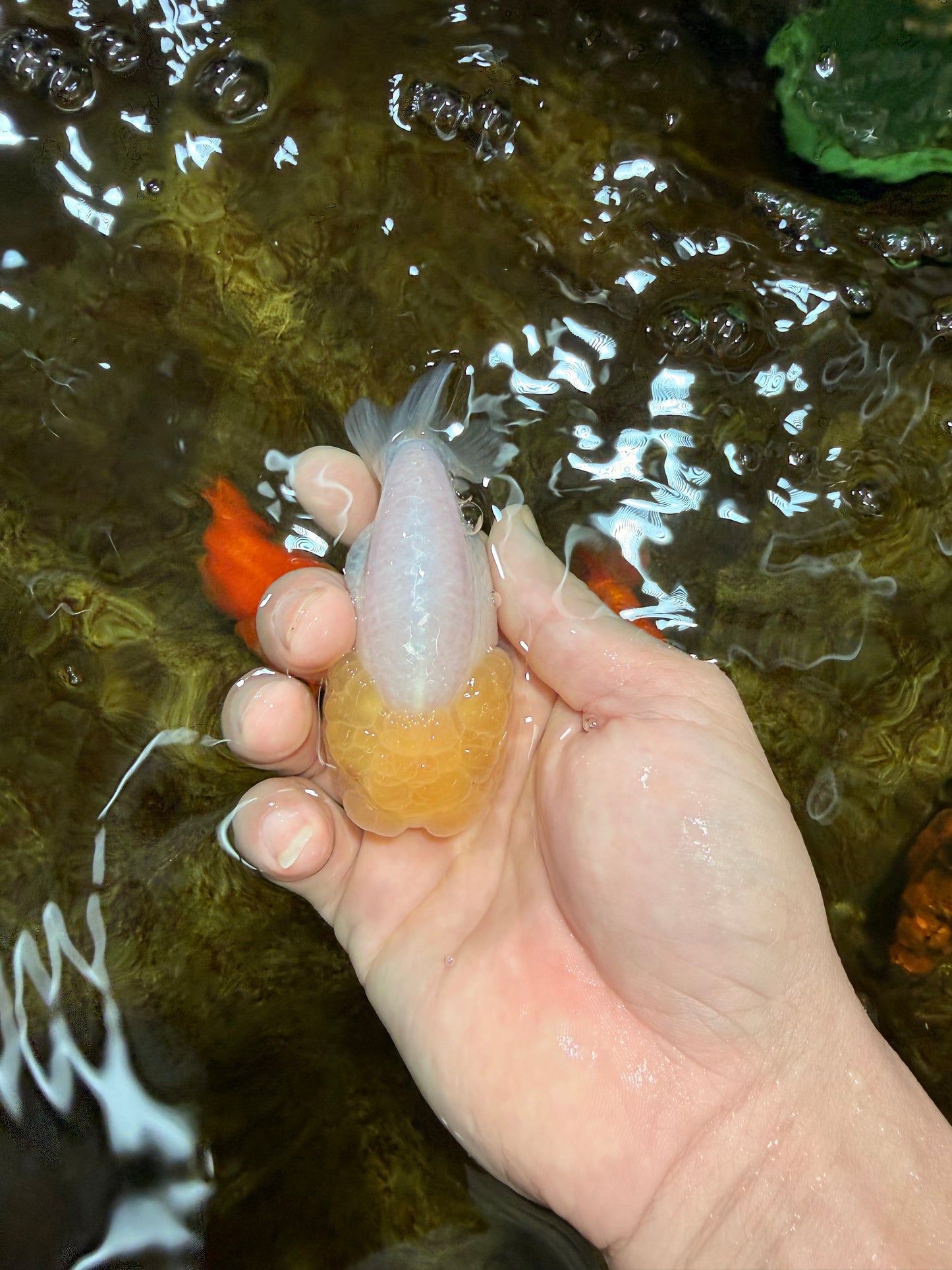 CLOUDY A Grade White LionQueen 3.5 inches #112825LC_03