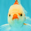 A Grade Red White Oranda Male 6 inches #071726OR_29