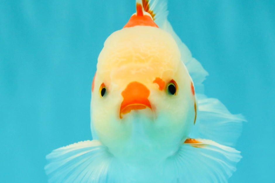 A Grade Red White Oranda Male 6 inches #071726OR_29